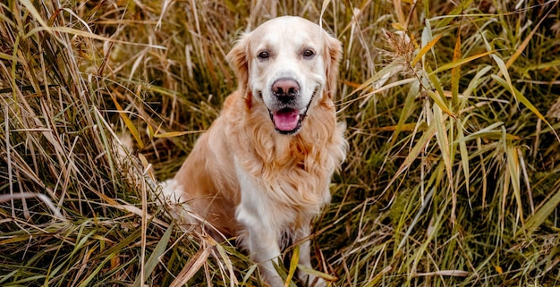 Golden retriever pies na zewnątrz