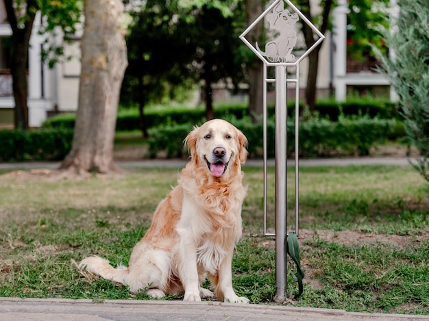 Golden retriever pies na zewnątrz