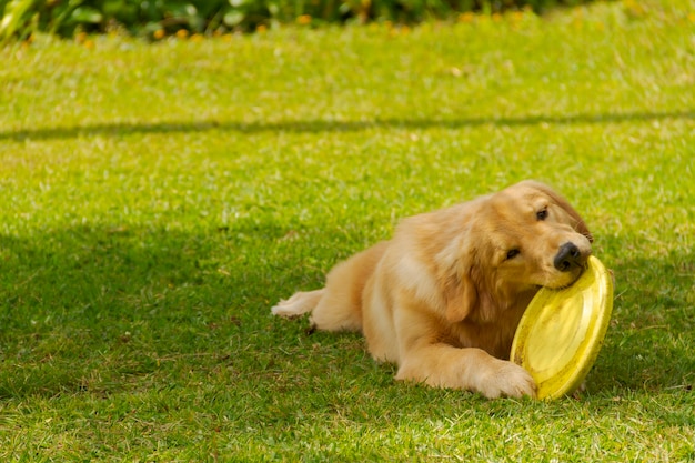 Zdjęcie golden retriever pies odpoczywa i bawi się na kwadratowym trawniku