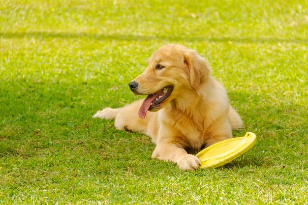 Zdjęcie golden retriever pies odpoczywa na trawniku