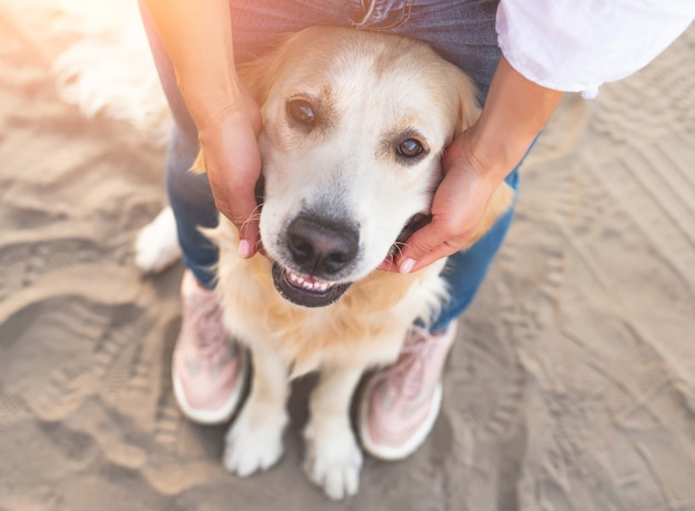 Golden retriever pies siedzi w nogi dziewczyny na piasku