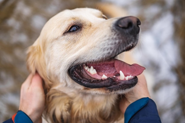 Golden retriever pies spacerujący po zimowym polu