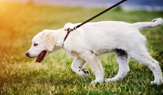 Golden retriever pies szczeniak w parku