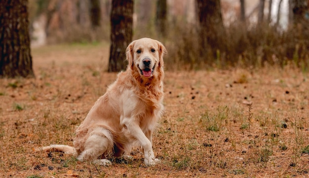 Golden retriever pies w jesiennym lesie