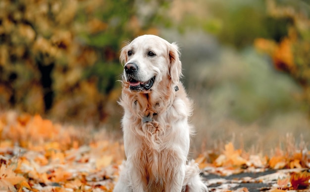 Golden Retriever Pies W Parku