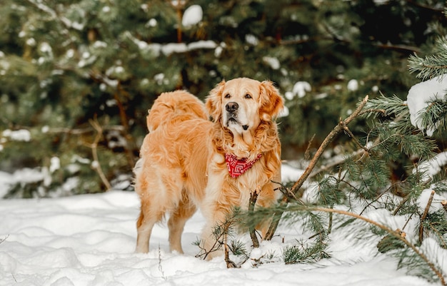 Golden retriever pies w zimie stojąc w śniegu i patrząc na kamerę Śliczny piesek czystej krwi w chłodne dni na zewnątrz