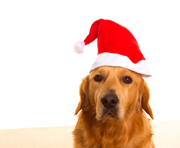 Golden retriever pies z chirstmas Santa czerwonym kapeluszem