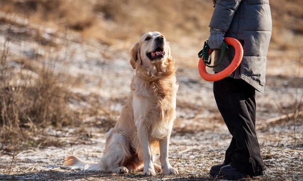 Golden Retriever Pies Z Kobietą