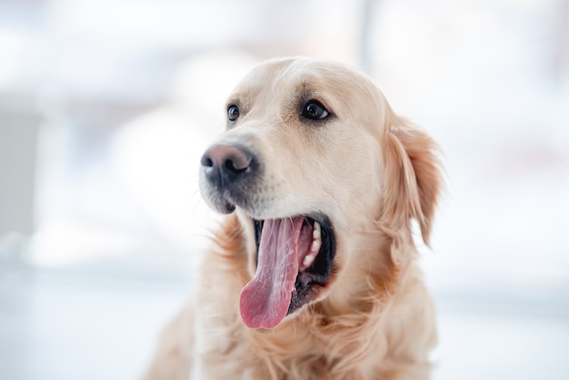 Golden retriever pies z otwartymi ustami ziewa i odwraca wzrok na białym tle na niewyraźne białe tło. Gorące lato zaskoczony portret pieska