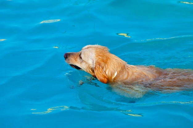 Golden Retriever pływa