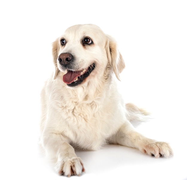 Golden retriever przed białym tle