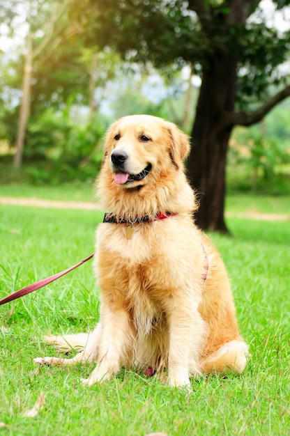 Golden retriever siedzący na zielonym polu trawy