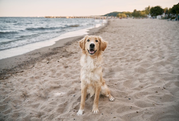 Golden retriever siedzi na piaszczystej plaży Morza Bałtyckiego Koncepcja letnich przygód psa rasowego na wakacjach nad morzem