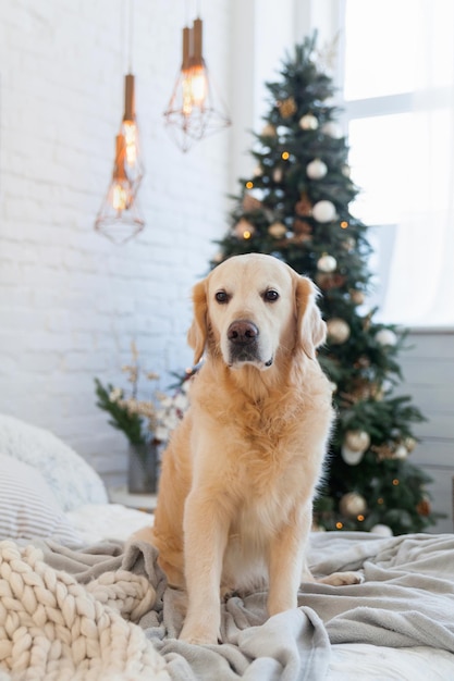 Golden retriever szczeniak na pastelowym jasnym płaszczu z dzianiny w pobliżu choinki z dekoracją, kulkami, światłami i prezentami w pudełkach. Przyjazny zwierzętom hotel lub pokój w stylu skandynawskim.