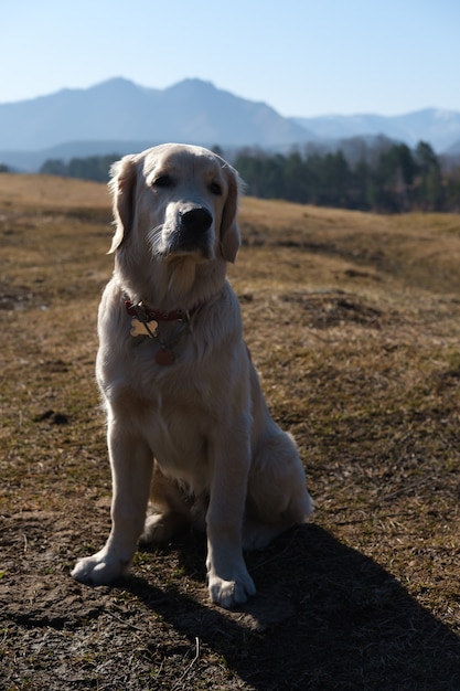 golden retriever szczeniak w górach