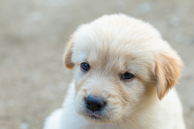 Golden retriever szczeniak wyglądający ładny szczegółowy zwierzę