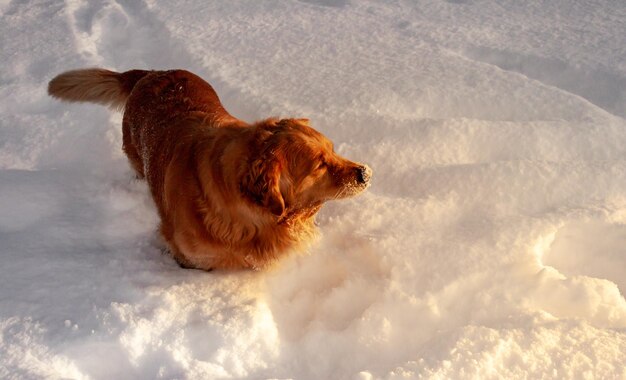 Golden retriever szczęśliwy w śniegu w słońcu