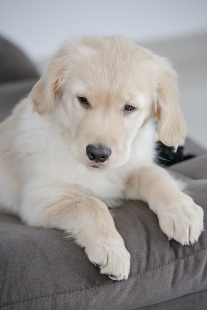 Golden retriever to rasa psów typu retriever wywodząca się z Wielkiej Brytanii