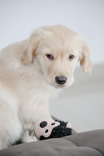 Golden retriever to rasa psów typu retriever wywodząca się z Wielkiej Brytanii