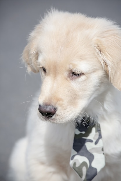 Golden retriever to rasa psów typu retriever wywodząca się z Wielkiej Brytanii