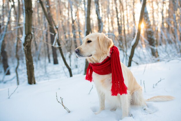 golden retriever w czerwonym szaliku, na zewnątrz w okresie zimowym.