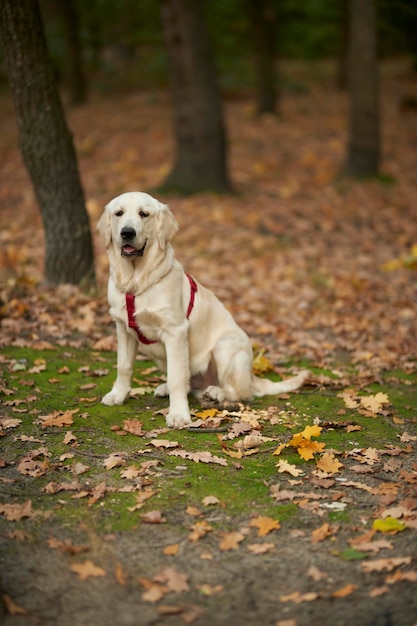Golden retriever w lesie. Pies chodzi w naturze. Portret młodego golden retrievera.
