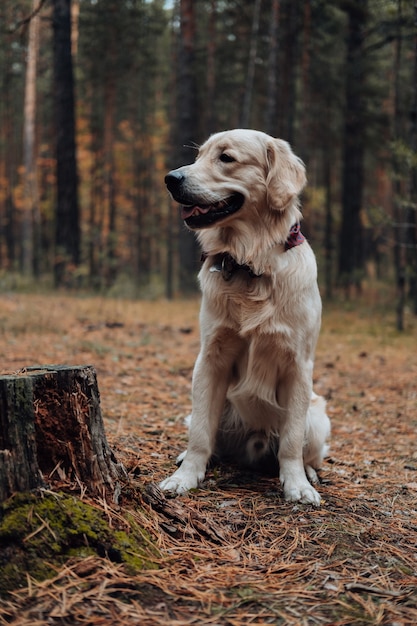 Golden retriever w lesie