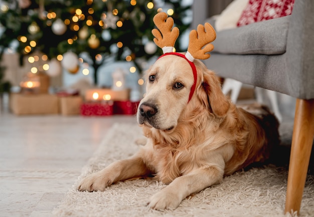 Golden retriever w okresie świątecznym