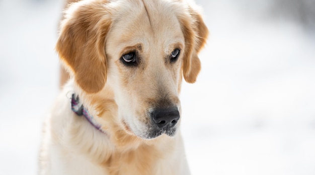 Golden retriever w okresie zimowym