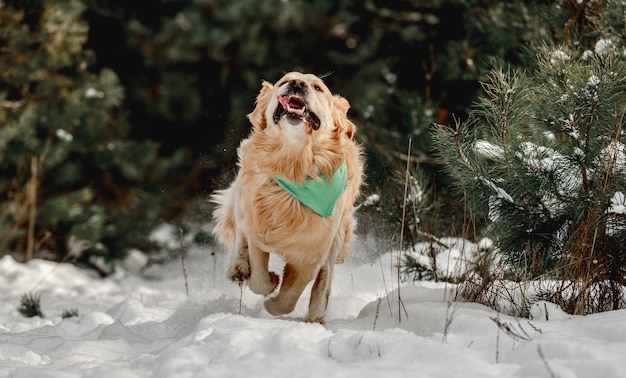 Golden retriever w okresie zimowym