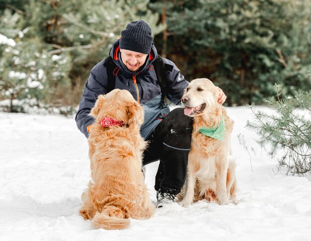 Golden retriever w okresie zimowym