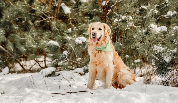 Golden retriever w okresie zimowym