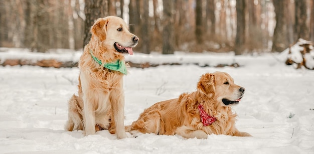 Golden retriever w okresie zimowym