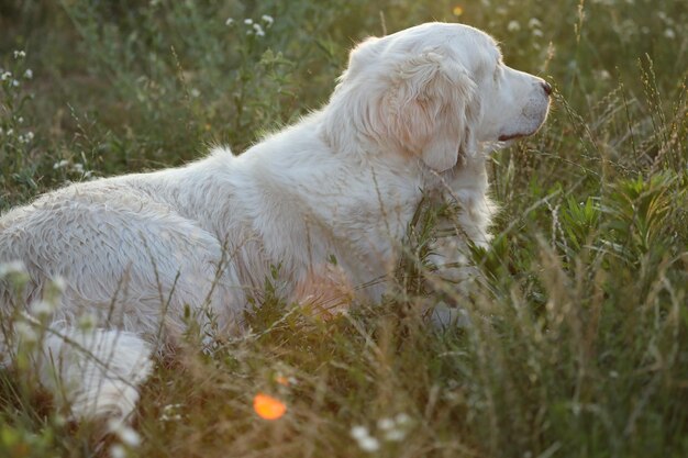 golden retriever w słońcu w ogrodzie