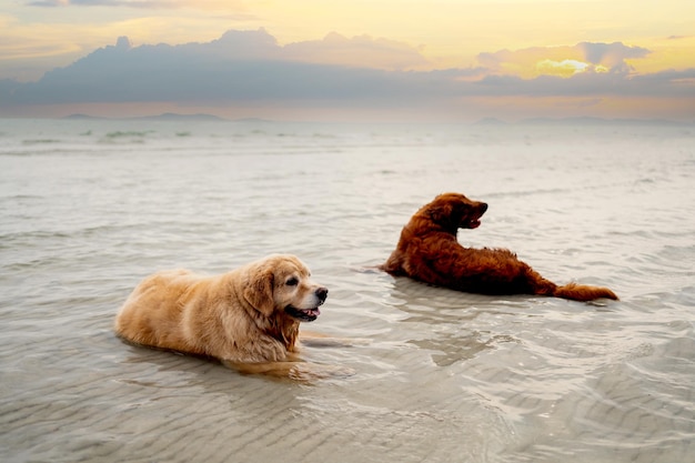 Golden Retriever wypoczywa na plaży. Styl życia psa i rekreacja na wakacjach.