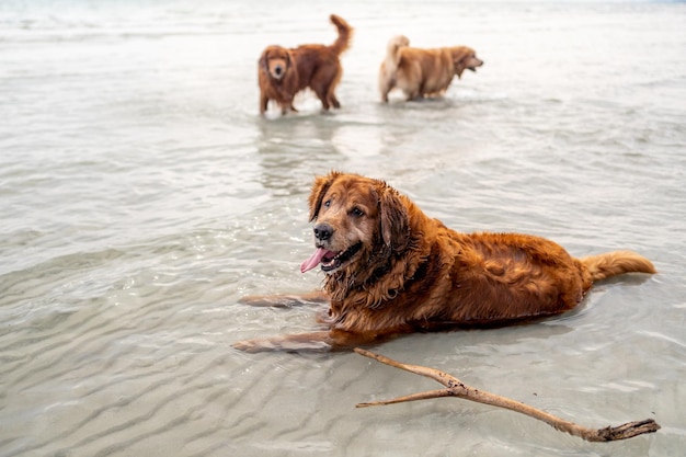 Golden Retriever wypoczywa na plaży. Styl życia psa i rekreacja na wakacjach.