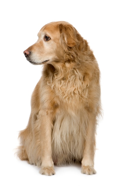 Golden retriever