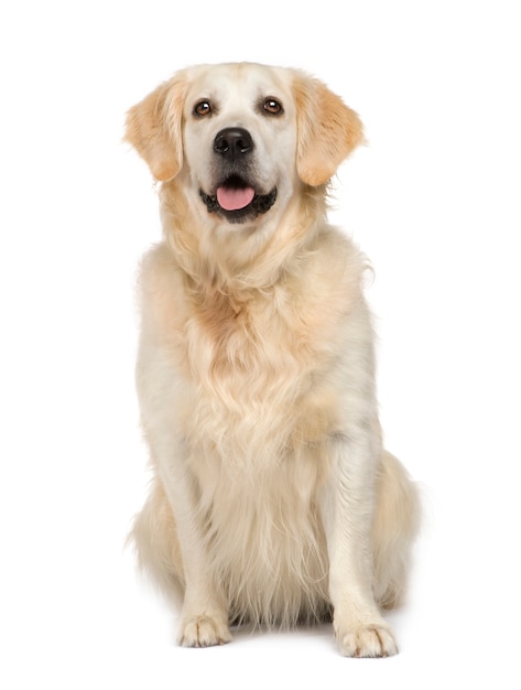 Golden retriever