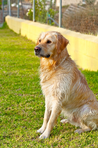 Zdjęcie golden retriever