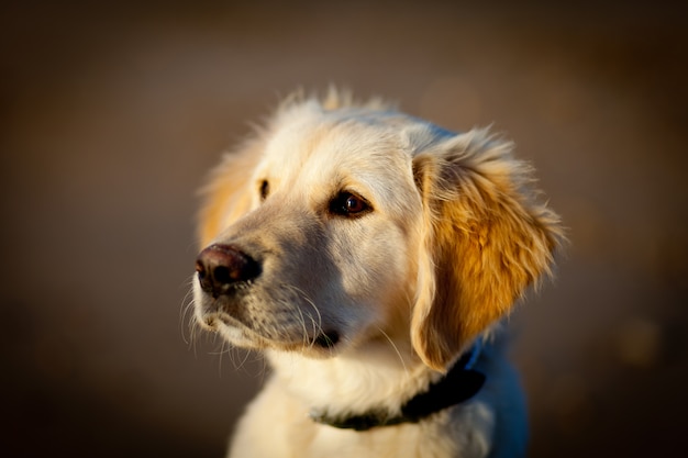 Golden retriever