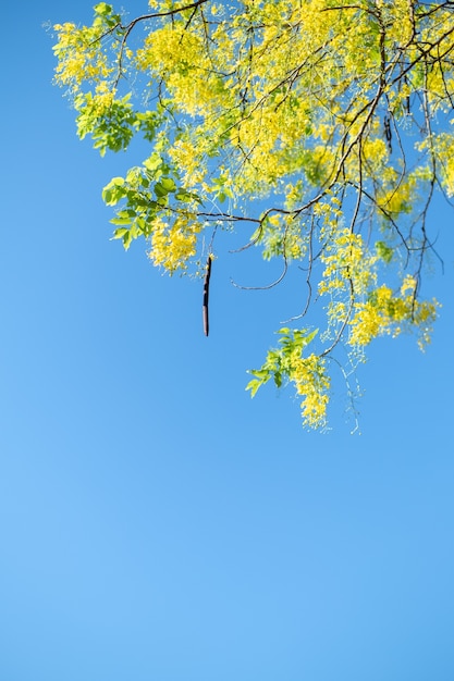 Golden Shower Tree