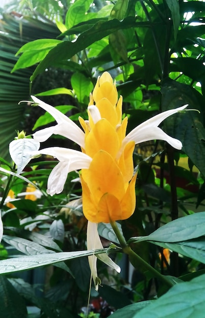 Golden Shrimp Plant lub Lolipop Plant