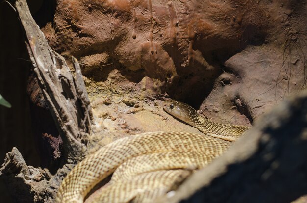 Golden Spitting Cobra, Naja Sumatrana