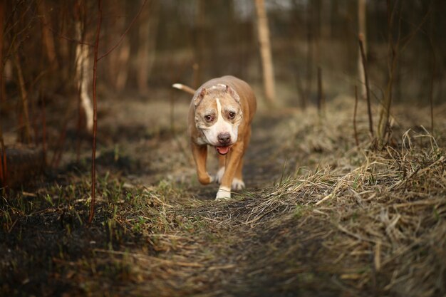 Golden Staffordshire Terrier pies chodzący ścieżką pustej wiejskiej drogi i patrząc na kamerę