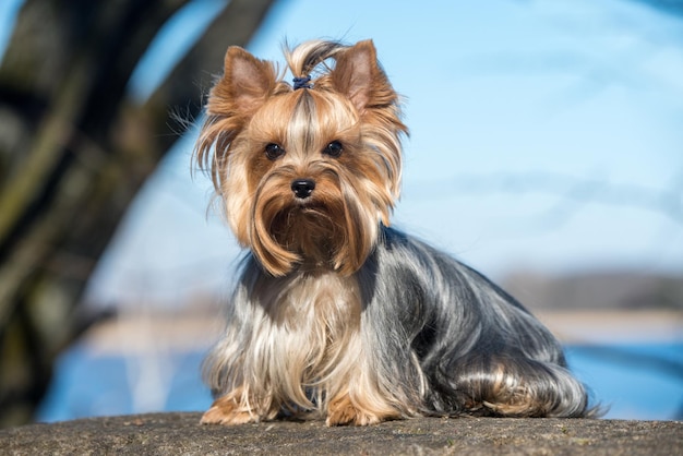 Zdjęcie golden yorkshire terrier to najmniejsza rasa psów siedzących na wiosnę na łonie natury. piękny yorki z bliska portret.