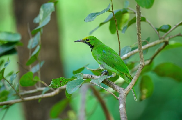 Goldenbird na liściu na gałęzi