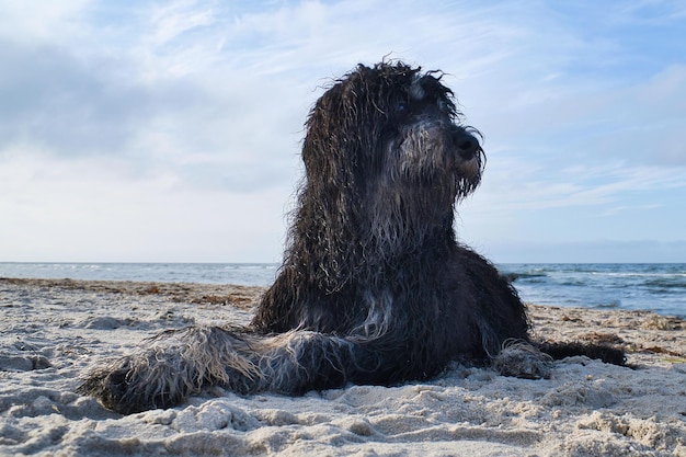 Goldendoodle leży w piasku na plaży nad morzem w Danii