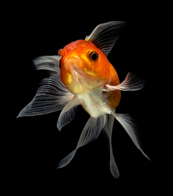 Goldfish na czarnym tle