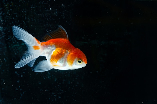 Goldfish Natura Piękna Ryba