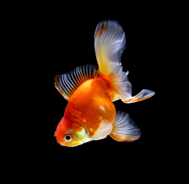 Goldfish odizolowywał na ciemnego czerni tle